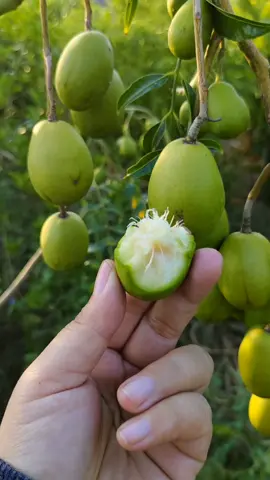 ต้นมะกอกน้ำต้นเตี้ย ลูกดกมากเลยค่ะสนใจจิ้มนี้หน้าตะกร้าหน้าโปรไฟล์ได้เลยนะคะ#ต้นมะกอกน้ําหรือมะกอกฝรั่ง 