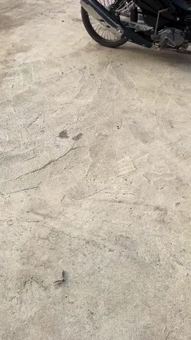 #xuhuongtiktok #siriusblack #siriusđộkiểng #fyp 