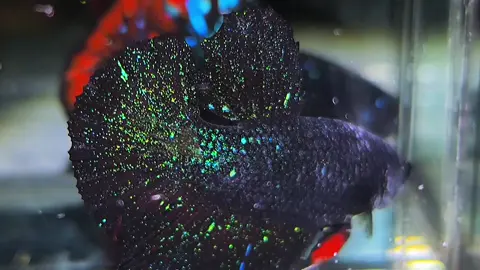Available 👌 #bettafishindonesia🇮🇩 #Avatar #bettafish #nebula #avatarnebula #sparkling #blackseries #blackstargalaxy #worldwideshippingavailable✈️✈️ #alfarizybetta🔥 