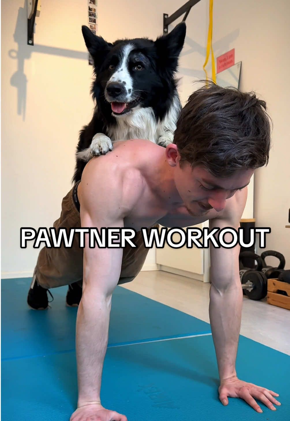 Dog training but different 🥹❤️My buddy @parkour.ninja always makes sure my form and my ears stay clean 😇  Have you ever tried doing pushups with your dog on your back? 😁 #DogTraining #barkour #workout #bordercollie 