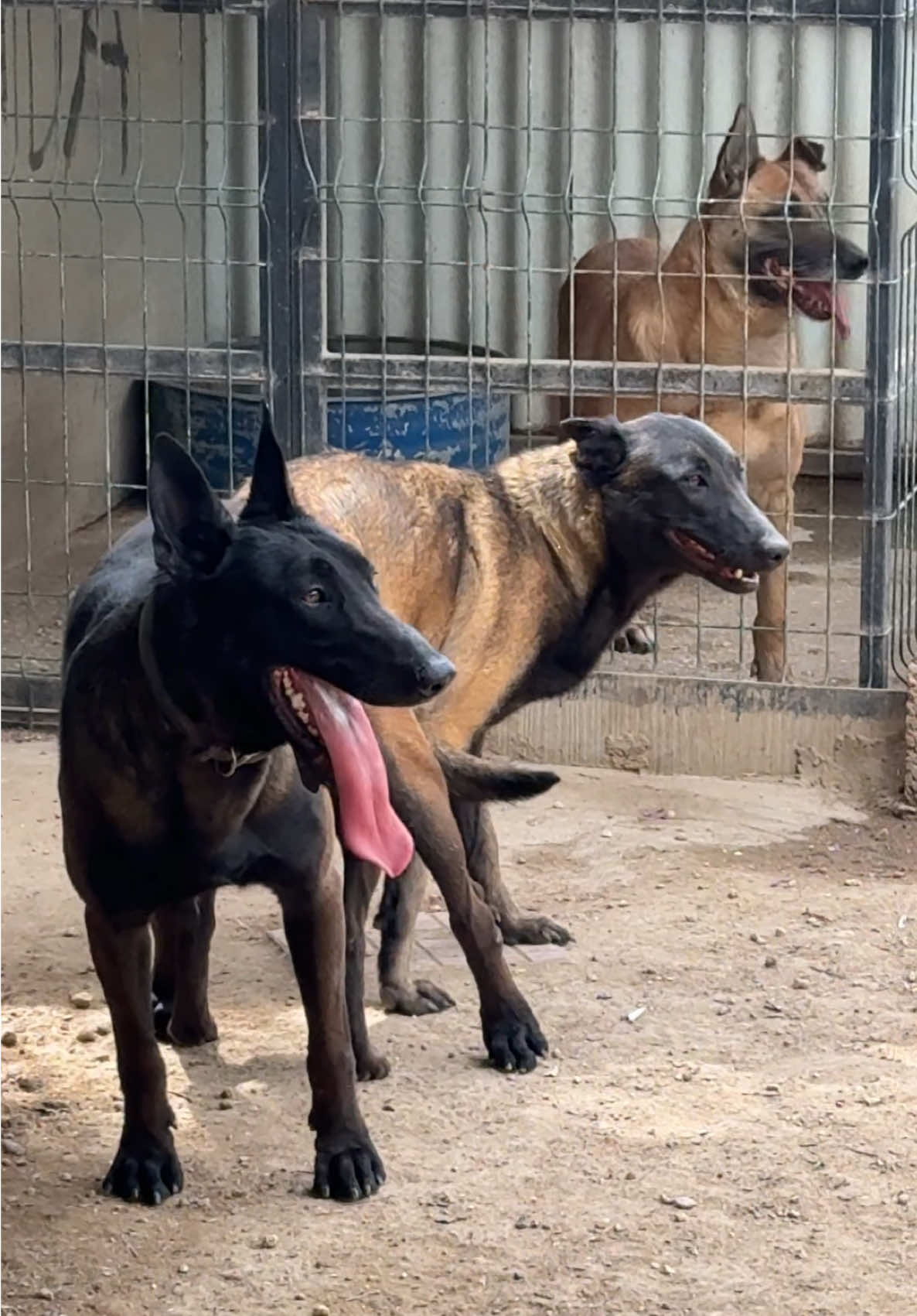 #belçikamalinois #k9 #belçikakurdu #malinois #belçikakurduyavru #kurtlarvadisi 