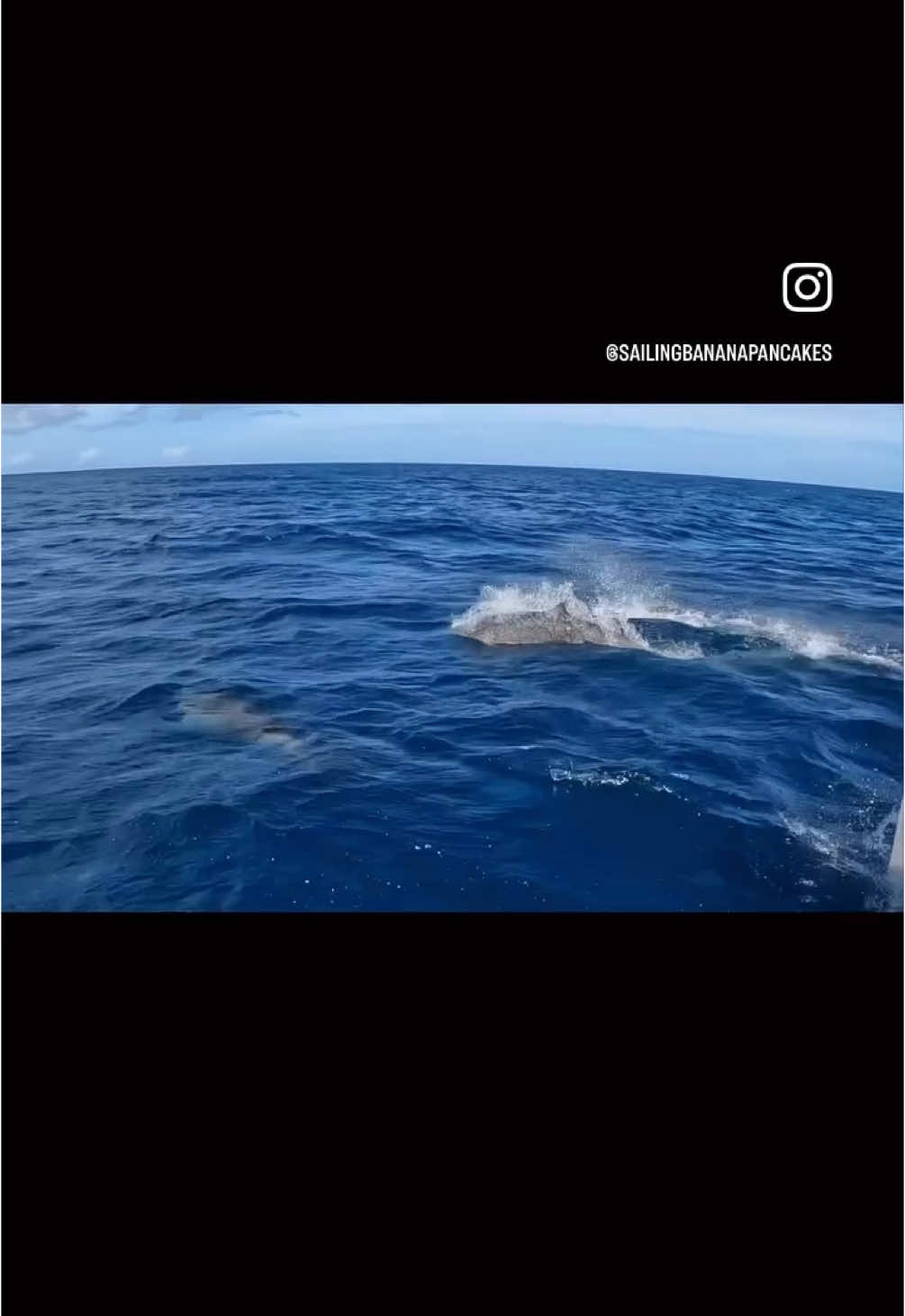 There is no better moment #dolphinsighting #sailinglife #oceanadventure #dolphinencounter #sailboatlife #dolphinwatching #sailingfamily #catamaranlife #dolphinlove #sealife #bluewatercruising #sailingvibes #wilddolphins #sailaway #oceanmagic #sailingadventure #marinewildlife #lifeatsea #dolphinmagic #boatlife #sailingjourney #oceanvibes #dolphinswim #sailingdreams #dolphinwatch #sailingaroundtheworld #dolphinspotted #cruisinglife #sailingfun #dolphinmoments #travelbyboat