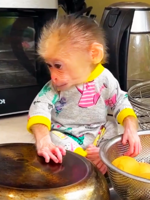 Quite Monkey baby #bandar #monkeys #page #foru #page #foryoupage❤️❤️ #studio #you #for #ani #animal #animalsoftiktok #monkeylover #monke #monkey 