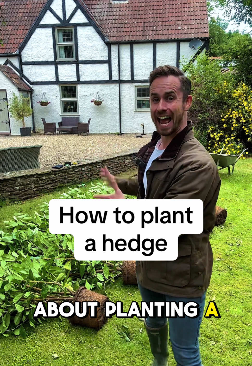 How to plant a hedge Start by clearing any turf, grass or weeds and make a border so your hedging has its own space to grow into. You can either dig a trench, or individual holes a few inches winder and a few inches deeper than your pot. If you're planting on a boundary, a good practice is to position hedge between 1.5 and 3ft away from the boundary line. This gives your hedge plenty of room to fill out before becoming an issue with overhanging the pavement or a neighbour's property. Almost all evergreen hedging is fine planted into normal garden topsoil but if your garden is heavy clay, or sandy soil it's always a good idea to pack around the plants with some multi purpose compost. Place the hedging plants in your trench or hole, spacing them evenly along your hedge line, different size plants will need spacing differently so check with your supplier what spacing they'd recommend. Position them at the same depth they were previously growing so you want the top of soil in the pot to be the same level as the soil surrounding it. Backfill the trench with soil, press firmly to secure the plants and water generously Finish off by placing 7.5cm (3in) mulch around your plants. This will help retain moisture and discourage weed growth.