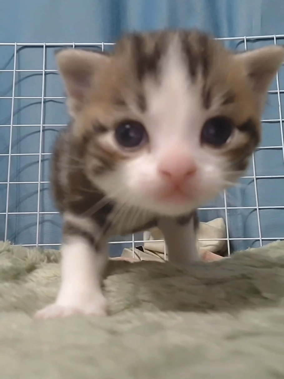 smol steps 
