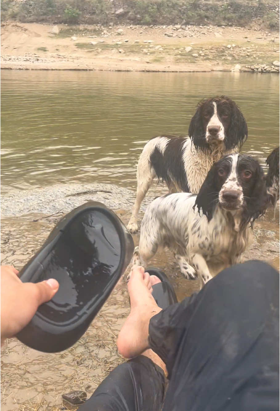 #fyp #fyppppppppppppppppppppppp #funnyvideo #dog #cutedog 