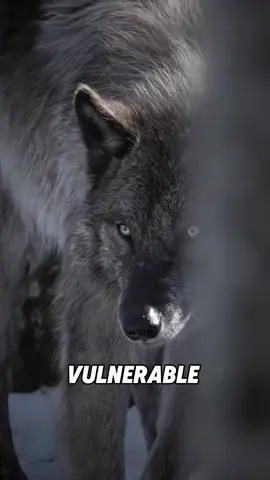 “The wisdom and order of wolves”#fyp #foryou #viral #shorts #tiktok #animals 
