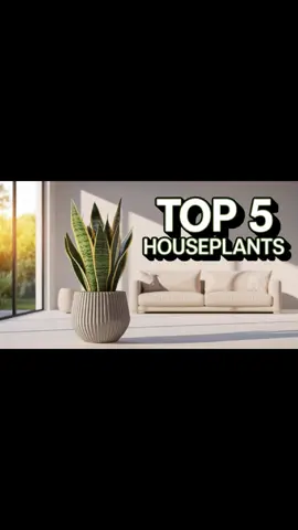 Top 5 Sustainable Houseplants for 2025 1. Prayer Plants Amazon: https://amzn.to/4ivQEaD AliExpress: https://s.click.aliexpress.com/e/_on2jNQP 2. Variegated monstera plant Amazon: https://amzn.to/4jEs0p1 AliExpress: https://s.click.aliexpress.com/e/_oBhBqJ9 2. Philodendron birkin  Amazon: https://amzn.to/4d09V2V AliExpress:  3. ZZ plants Amazon: https://amzn.to/43XIFPZ AliExpress: https://s.click.aliexpress.com/e/_olQPheR 5. Money Tree Amazon: https://amzn.to/42CDylR AliExpress: https://s.click.aliexpress.com/e/_onjbDqf #Houseplants #PlantTrends2025 #IndoorPlants #SustainableHouseplants #EcoFriendlyLiving #GreenHome #LowMaintenancePlants #AirPurifying #IndoorGarden #TrendingPlants2025 #ConsciousLiving #BiophilicDesign #ClimateConscious