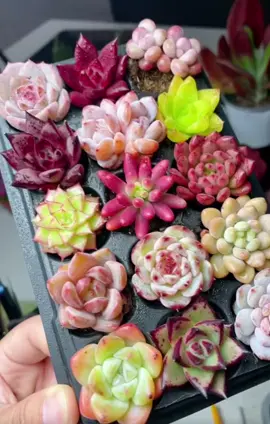#xuhuong #trending #succulents #suculentas #senđá #caysenda #senđámini #fpyシ 