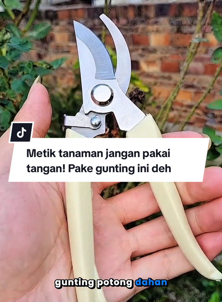 Metik tanaman jangan pakai tangan! Pake gunting ini deh.. #guntingdahan #guntingtanaman #guntingserbaguna 