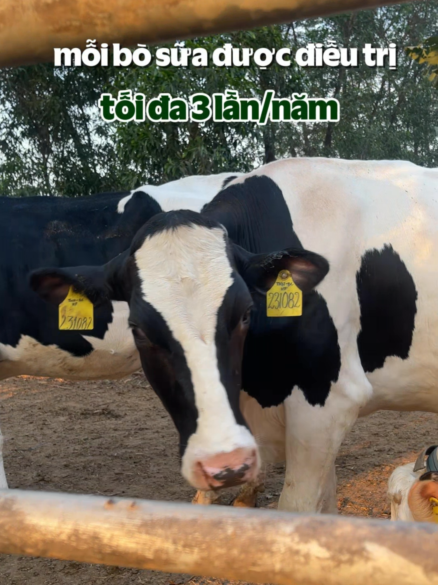 Chất lượng sữa tươi nào cũng giống nhau?  Xem câu trả lời tại đây!   #Vinamilk #GreenFarm