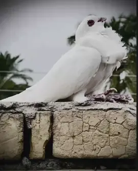 رافل _ ناصريه _💔 #تصميم_فيديوهات🎶 #شعب_الصيني_ماله_حل😂😂 hhfhgtygtyfdttfttiutrddhiuhfty