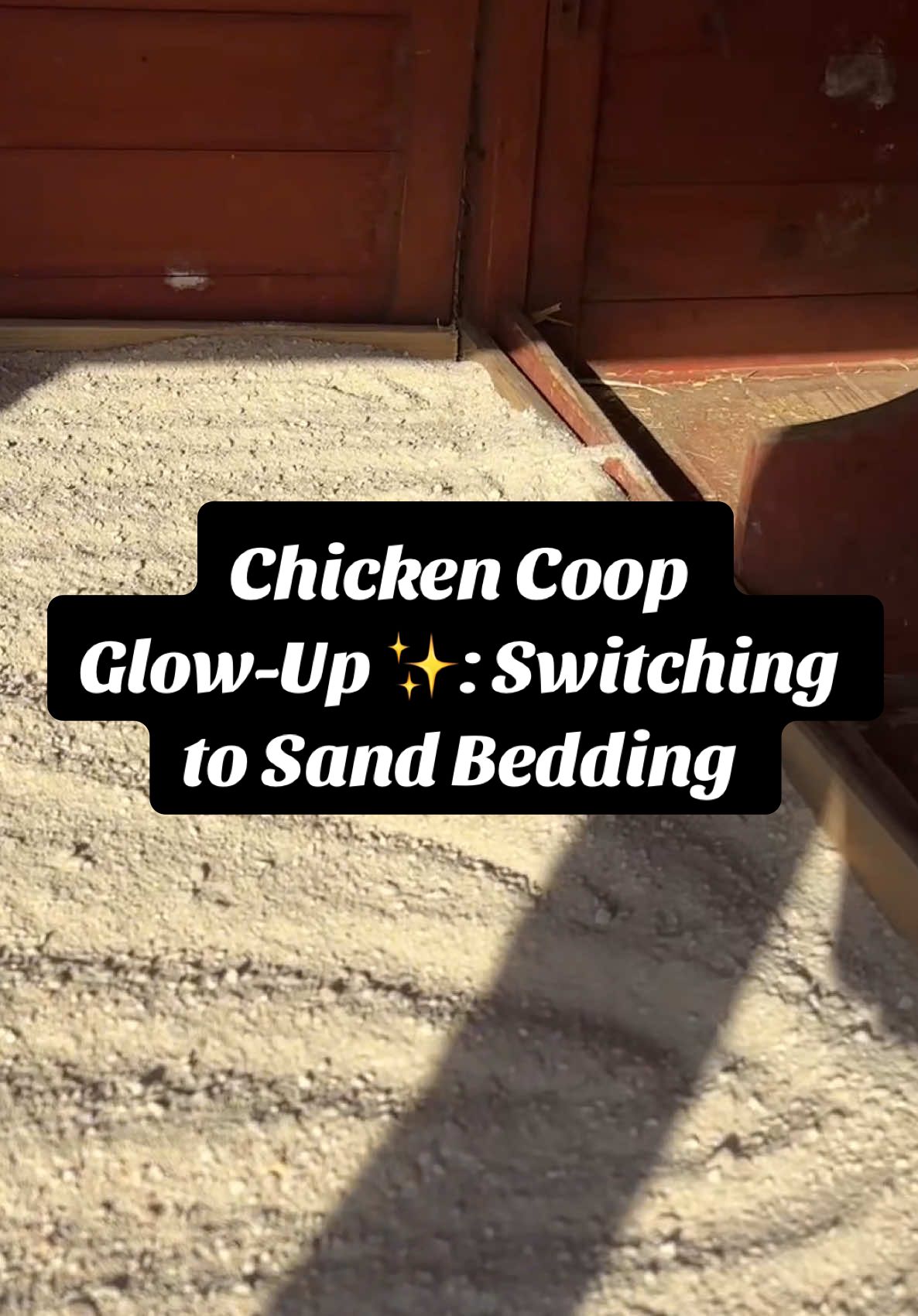 I finally made the move to sand and so far I love it! I’ve used other beddings like horse pellets, pine shavings, and straw but so far it’s my favorite. 5️⃣ Reasons to use coarse all purpose sand in your coop:    🧼 Superior Hygiene: Scientific studies, including those from Auburn University, have shown that sand has lower bacterial counts, fungal populations, and moisture levels compared to materials like pine shavings. This is because sand is inorganic and contains few nutrients for bacteria, leading to a cleaner environment for chickens.  💦 Effective Moisture Control: Sand drains well and evaporates moisture rapidly, keeping the coop dry. This dryness is crucial in preventing the growth of harmful organisms such as coccidia, which thrive in warm, damp environments.  🧹 Ease of Cleaning: Droppings on sand can be easily removed using a scoop or rake, much like cleaning a cat’s litter box. This daily maintenance keeps the coop clean with minimal effort. 😷 Health Benefits for Chickens: Sand doesn’t stick to chickens’ feet, reducing the risk of footpad dermatitis and other infections. Additionally, when sand is kicked into waterers, it sinks rather than floating, keeping the water cleaner for longer.  💰 Cost-Effectiveness: While the initial setup might require more effort, sand doesn’t need to be replaced as frequently as other bedding materials. With regular sifting to remove droppings, sand can last much longer, making it an economical choice in the long run. #c#chickencoopc#chickensoftiktokc#chickensh#homesteadf#farmlifes#sandbeddings#sandc#chickentender