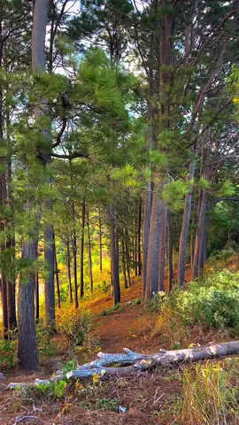 Enamorado de este lugar en La Libertad, una parte de mí aun se encuentra ahí respirando aire fresco y con tanta paz interior, es un bosque de pinos muy hermoso y unico #paz #bosque #paisajesnaturales #pinos 
