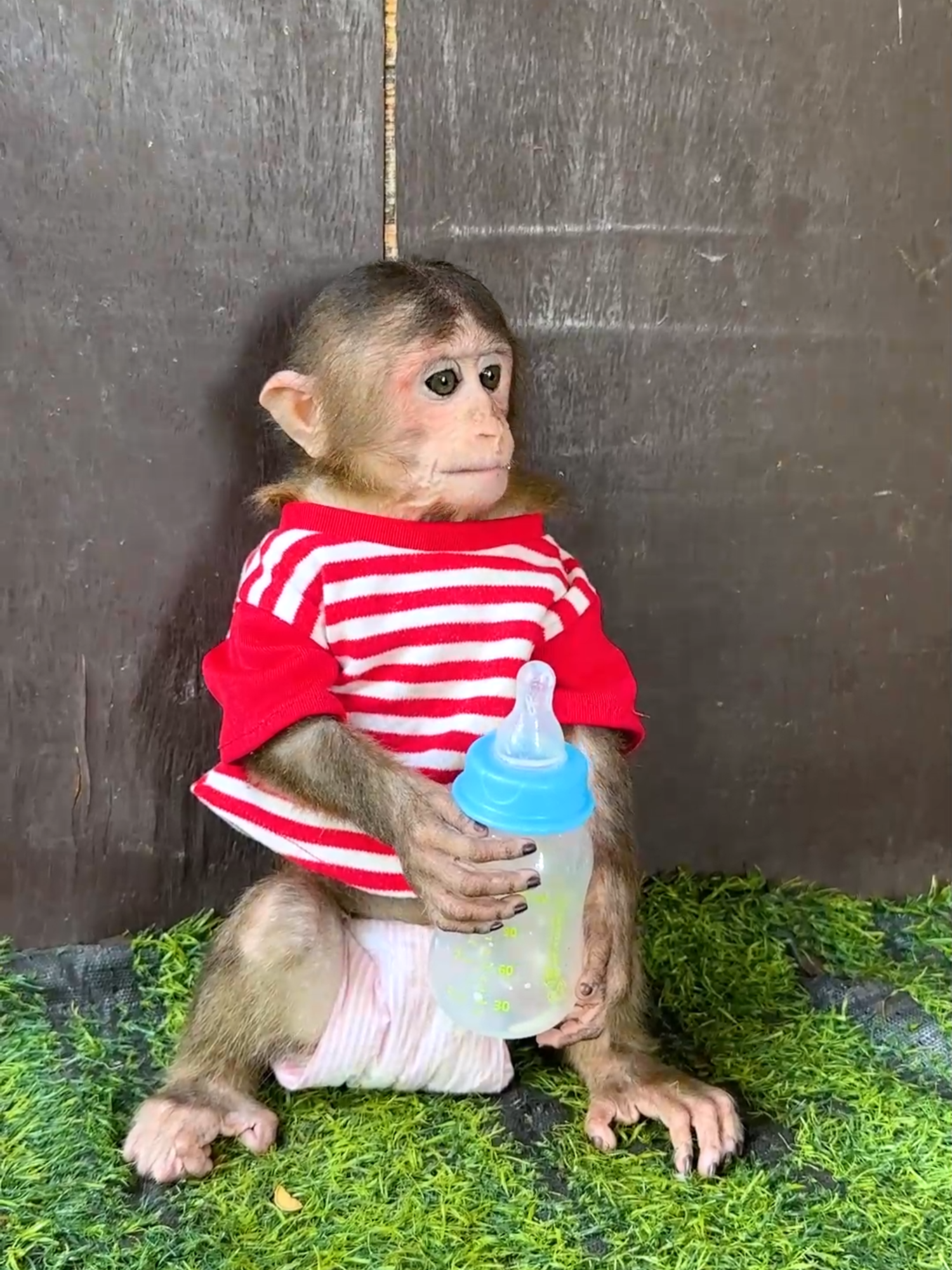 #foryou #Funny #tiktok #videomonkey #smartlittlebabymonkey #🥰🥰cuteness🥰🐒overload🥰monkey🐒🐒bhai #babymonkey🐒❤️ #poorlittlebugonthewall