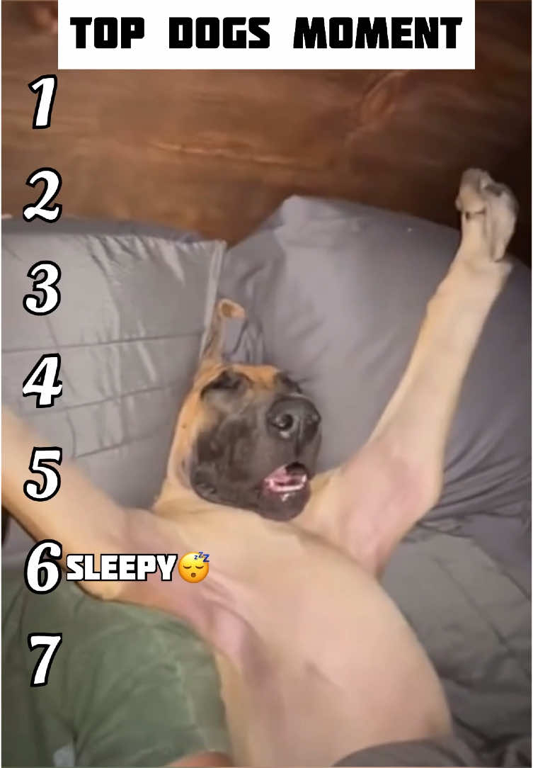 | Funny Dogs Moment | 😂😂😂#fyp #top #popular #funny #meme #dog 