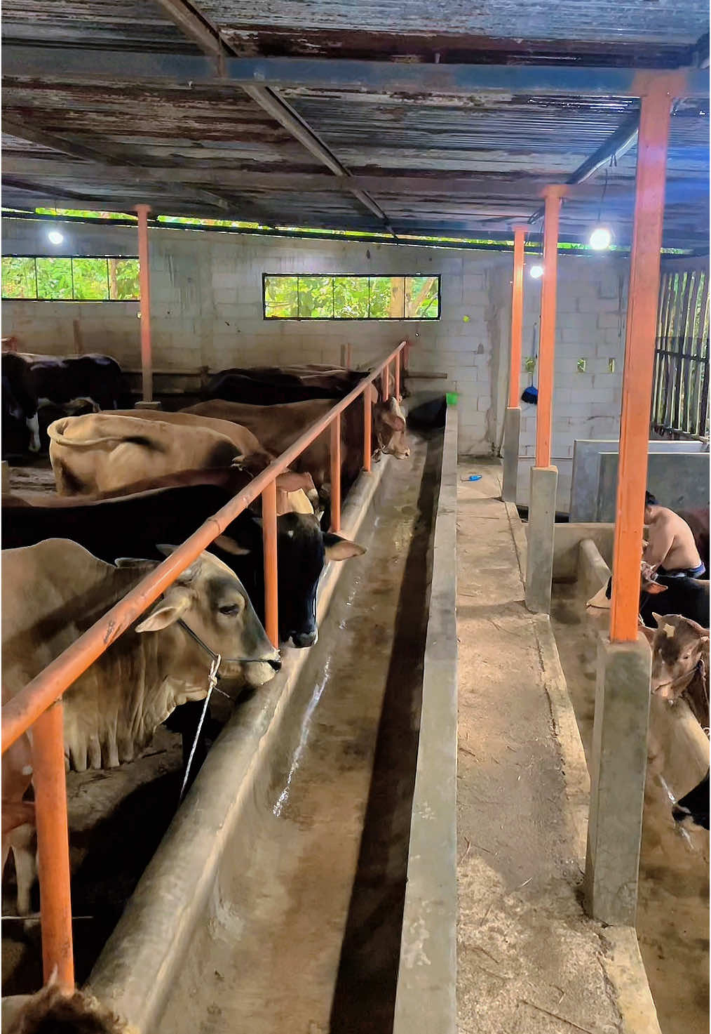 #peternaksapibanjarnegara #sobatngaret #suprahfarm 