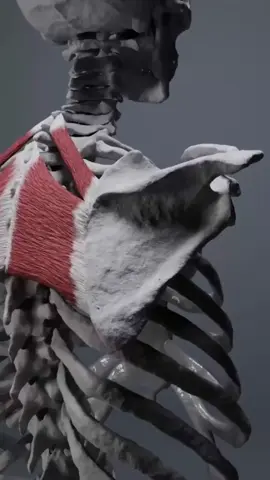 THE HARD TRUTH ABOUT “TIGHT MUSCLES” The overwhelming majority of the internet has led us to believe that tight muscles = short, “overactive” muscles. Well, that’s not the full picture. Every muscle should have a degree of “slack” to it at rest That allows for it to relatively lengthen, or shorten, as needed depending on the task. But if you take those attachment sites of the muscle and pull them apart chronically, of course that’s going to create tension. Only stretching tight muscles that are stuck in a chronically elongated position will not help - it will make it worse. Instead, try repositioning the bones and joints around them to create a better ability for the muscle to have that resting slack. Credit to @anatomy.of.motion for the video model! Want an easy program that fixes posture and pain from head to toe + can be individualized to your body? Check out my Beginner Body Restoration program. Link in bio! —— #posture #posturecorrection #posturecorrector #stretching #stretchtherapy #stretchingtips #backpain #shoulderpain #mobility