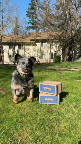 We’re excited for our new adventures in California and thank @Chewy pharmacy for making the transition that much easier while keeping Monty safe from fleas + ticks. #ad Also as you guys may know, Monty is dealing with some other medical issues which have increased the medications we need on hand. It’s great to know we can always restock those on the go! #bluey #dogtok #bayarea #washington 