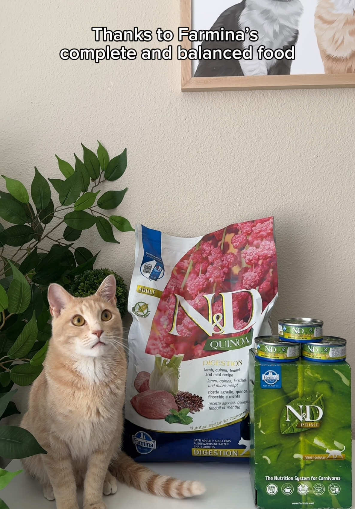 Lots of happening in our lives lately, but nothing to worry about because we have @Farmina Pet Foods complete balance food to keep is healthy😋😻  Make sure to use our code WHISKEYSTORMY15 If you're trying dry food, download the Farmina Genius App so you don't miss out on their new Buy 12, Get 1 Free Genius Rewards program! . . . #cat #catsoftiktok #fueledbyfarmina #myfarminastory #happypethappyyou  #farmina #dogfood #catfood #farminapetfoods #cat #catlover #catphoto #tuxedocat #orangecat #typ #catoftheday 