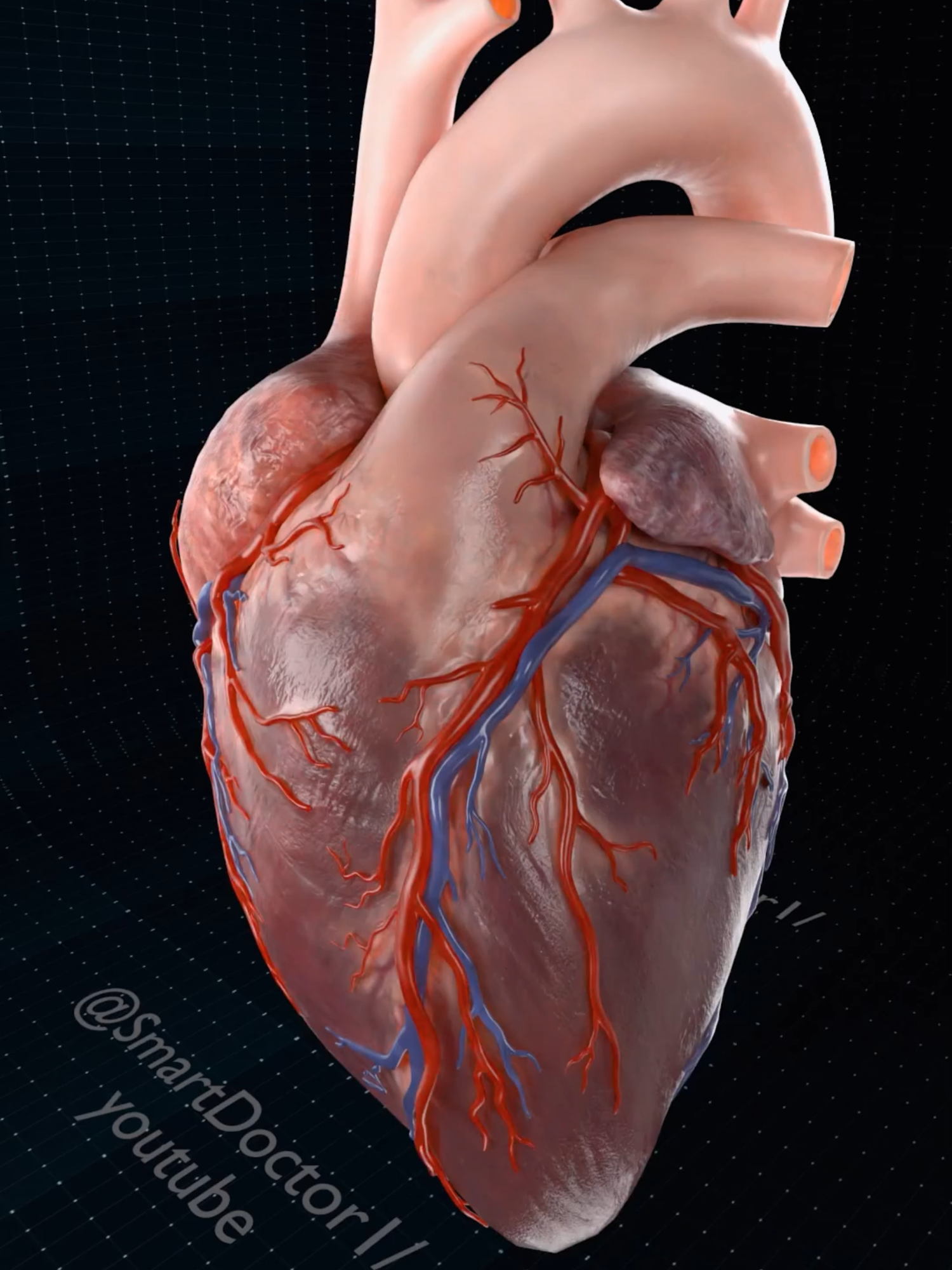 Close Up of a Beating Heart | (Full) 🫀 . . The human heart is a vital organ that pumps blood throughout the body, supplying oxygen and nutrients while removing carbon dioxide and waste products. Here are some key points about the human heart: Anatomy: The heart has four chambers: two upper atria and two lower ventricles. The right side pumps deoxygenated blood to the lungs, while the left side pumps oxygenated blood to the rest of the body. Valves: There are four main valves (tricuspid, pulmonary, mitral, and aortic) that ensure unidirectional blood flow through the heart and prevent backflow. Circulation: The heart is part of the circulatory system, which includes the pulmonary circuit (to and from the lungs) and the systemic circuit (to and from the rest of the body). Electrical System: The heart has its own electrical system, including the sinoatrial (SA) node, which acts as the natural pacemaker, regulating the heartbeat. Health: Maintaining heart health is crucial, as cardiovascular diseases are leading causes of morbidity and mortality. Lifestyle factors such as diet, exercise, and avoiding smoking play a significant role in heart health.💓. . . #3danimation #cardiology #smartdoctor1 #anatomía #anatomia #medicina #education #cardio #anatomi #doctor #heartanatomy #pregnancy #pulmonaryhypertension #pregnant #baby #gravidez #medstudent #animation #ReproductiveSystem #Childbirth #pulmonaryhypertension #heartanatomy #3danimation #cardiologynurse #anatomy #heart #cardio #meded #education #aorticvalve #mitralvalv #tricuspidvalve #3danimation #3dmodel #animation #smartdoctor1 #scicomm #medtech #pharma #medstudent #vray #doctor #माहवारी #月経 #임신 #妊娠 #medicina #pregnant #pregnancy #baby