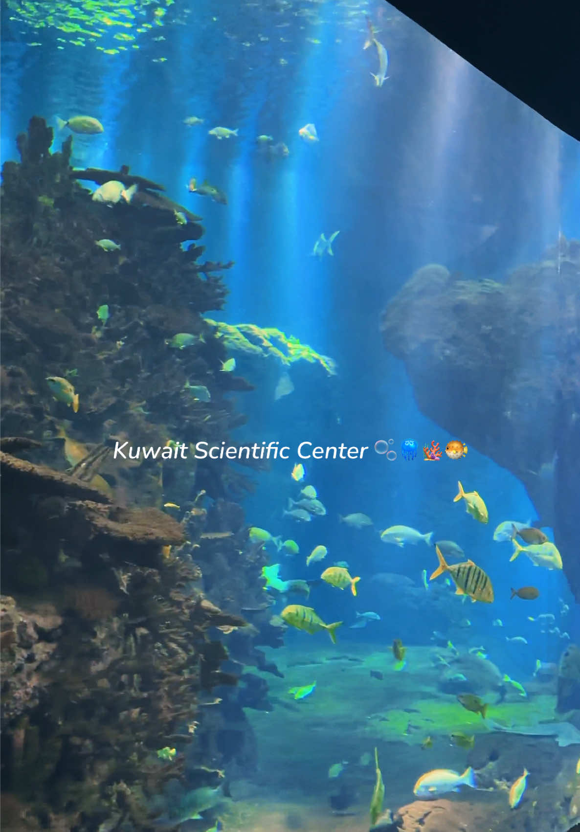 🪼🫧🐡  #fyp #kuwait #kuwait🇰🇼 #kwt  #الكويت #المركز_العلمي #aquarium #kuwaitcity #aquariumkuwait #kuwaitcity #placesinkuwait 