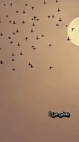 #CapCut فلاشة القول السديد #القول_السديد #من_توصيات_القائد #اكسبلورexplore 