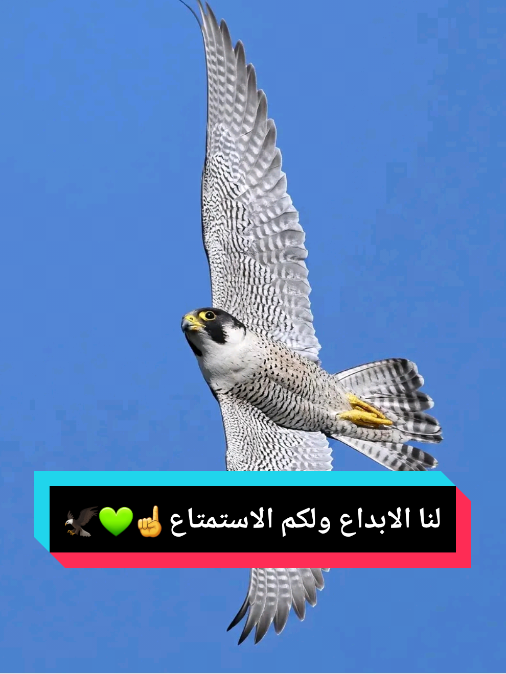 #CapCut #الرد_قاسي #شيلات_حماسيه #قوالب #احتراف_التصميم #شيلات #شيلات_طرب أكسبلور لاهنتم ❤ •.* ••.* #🦅❀༼طير ༽♡بلا♡جناح💔ᬽ✿ .# .# .# .# #قطر #m17en____mk  #امدح_الطيب_واسجل_ميجوز😎 #شيلات #صقر #الاردن #سوريا #السعودية #الأمارات #مصر #عبسي #trending #trend #تصميمي #🦅❀༼طير ༽♡بلا♡جناح💔ᬽ✿#يمان_نجار #مشاهدات #ترند #🦅❀༼طير ༽♡بلا♡جناح💔ᬽ✿@🦅❀༼طير ༽♡بلا♡جناح💔ᬽ✿ 