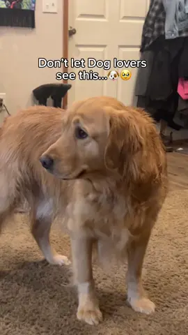 Don’t share this with any Dog lovers🐶❤️‍🩹#bracelet #doglover #pet 