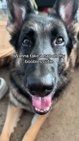 All #dogtok #1min #longervideos 