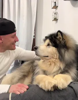 #lupoalaskanmalamute #alaskanmalamute #dog #dogs #wolfdog #wolf #lupo #perte #neiperte #foryou #foryoupage #Love #bestfriend #viraltiktok #popular #puppylove #puppydog #puppytiktok #puppylife #puppy #tik_tok #amore #friends #malamute #sweet #peluche 