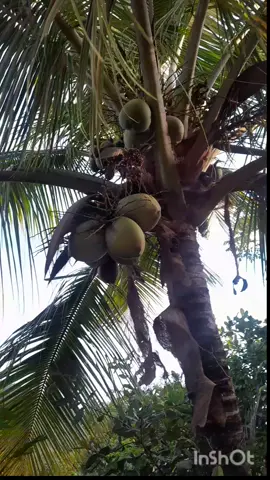 #confieemdeus #rotinadecasa #vidaroca #salvameuvideo #maesolo #tentandoviralizar #meseguepovo @Leide Braga 