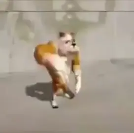 Собака читает рэп и пердит 