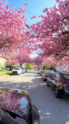 #canada_life🇨🇦 #springvibes🌸 #greatervancouver #beautifulbritishcolumbia #cherryblossom #vancouver 🌷🌹💐🌸🌺🥰