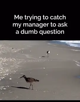 #relatable #worklife #manager #officememe #funnyvideos😂 