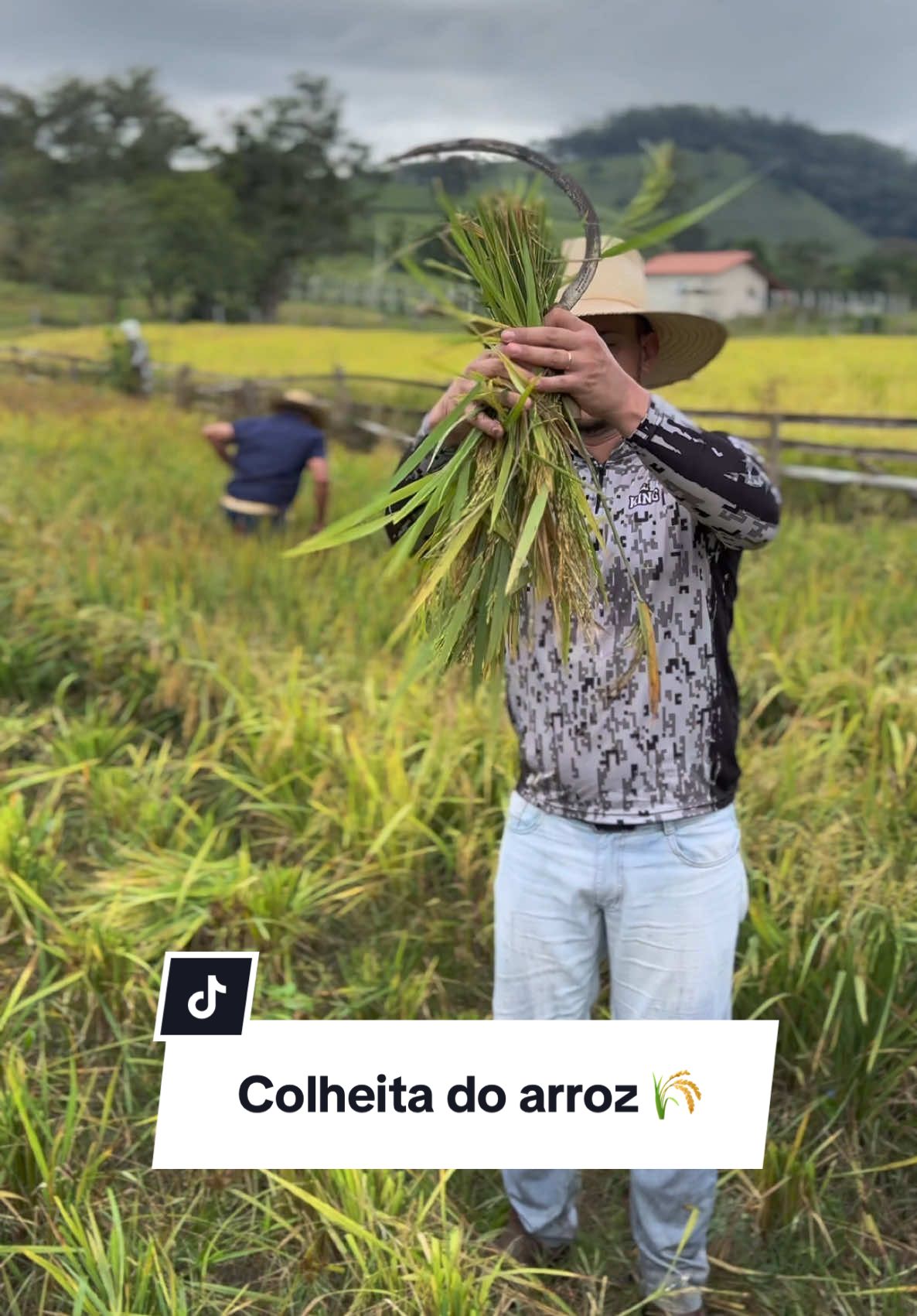 Colheita do Arroz 🌾 #arroz #comida #roça 