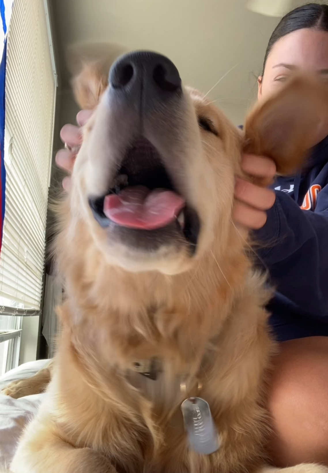 my little elephant #goldenretriever #dogsoftiktok #dog #trending 