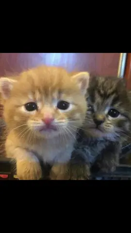 me and my beee ef ef as cats in another universe 😴😴 #fyp #animalsoftiktok #animallover #foryoupage #videoviral #mecore #foryoupagee #cute #edit #us #catsoftiktok #cat #catlover #cats 