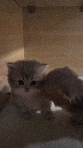 #fy #fyp #viral_video #fypppppppppppppp #fyppp #cat #baby #sweet #cute #cats #viral 