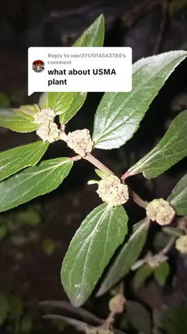 Replying to @user3117014543780  asthma plant (Euphorbia hirta) #naturalremedies  #herbs 