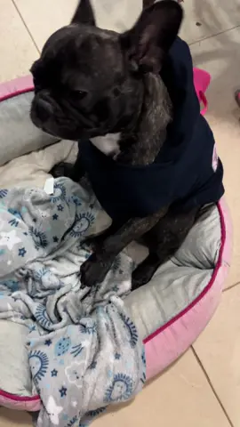 Dancinha pra esquentar nesse friozinho um cachorro feliz feliz feliz #maya #cachorrofeliz #buldoguefrances #dancinha #viral_video #dog #mayadancarina 