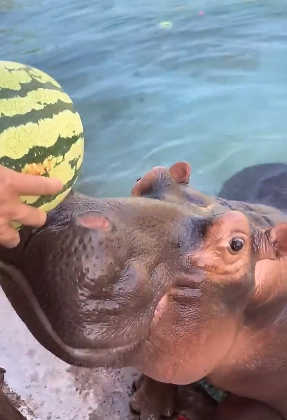 #animals #4u #treding #new_trending #viral #tiktoknewsbd1 #animalsurvival