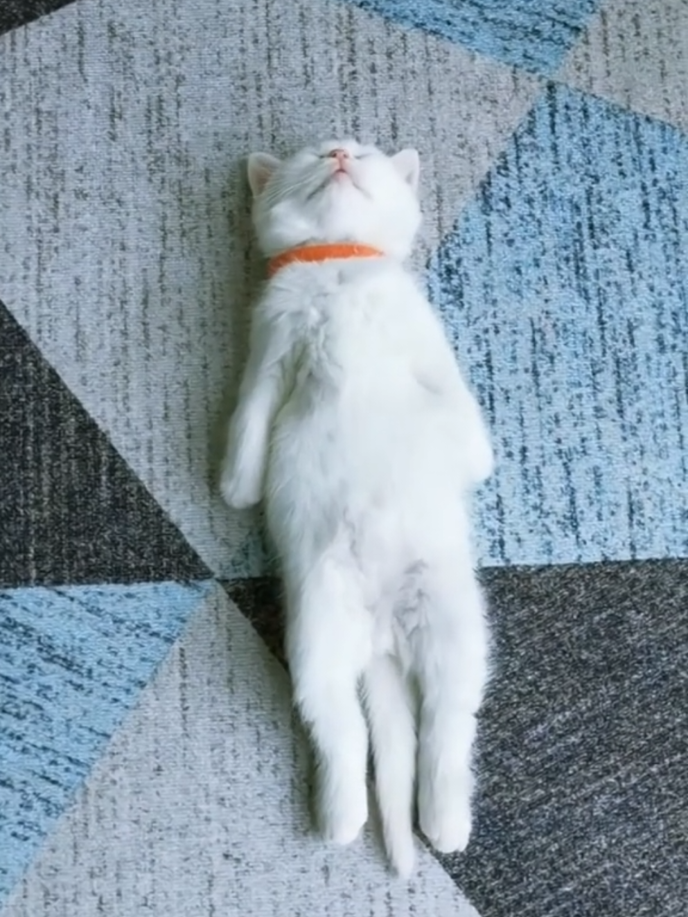 This cat's sleep game is built different 🛏😹 #cat #funny #catsoftiktok #fyp #usa 