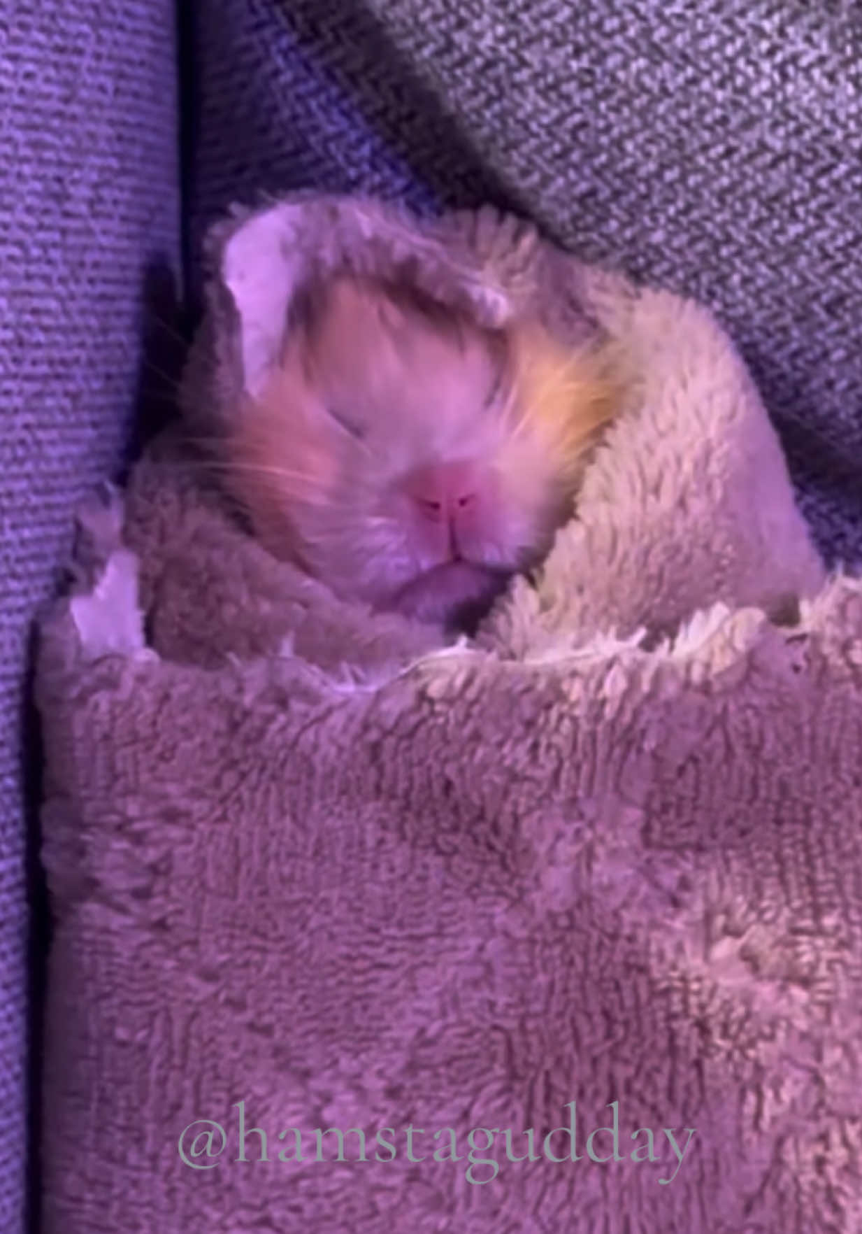 It’s time to pamper my prince 🥰#hamster #hamsters #furry #furryfandom #pets #PetsOfTikTok #pampers #cute #viral #tiktok #relax #boyfriend #girlfriend #relationships #relationshipgoals #Love #fyp #fypシ 