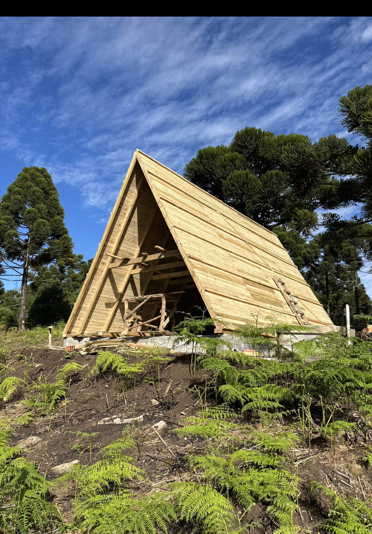 sexta feira 18/04/2025 foi dia de erguer as tesouras e começar a parte do forro, terminamos no dia 20/04/25 !! ❤️ Gratidão #cabana #sitio #serragaucha #chale #chaleaframe #flores #naturaleza #construction #serra #araucarias #relax #obras ##natureza #turismo #chaleaframe #resort #summer #love #cabanas #camping #traveler #descanso #barril #cabin #construindodozero #parte1 #chalesuiço #chale #sossego