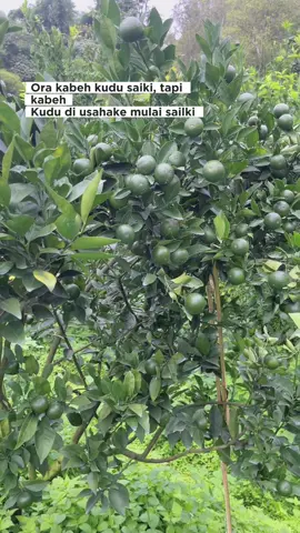 Siap ramaikan musim 2025#jeruksiemmadumalang #petaniindonesia🇮🇩🇮🇩🇮🇩🌿🌿 