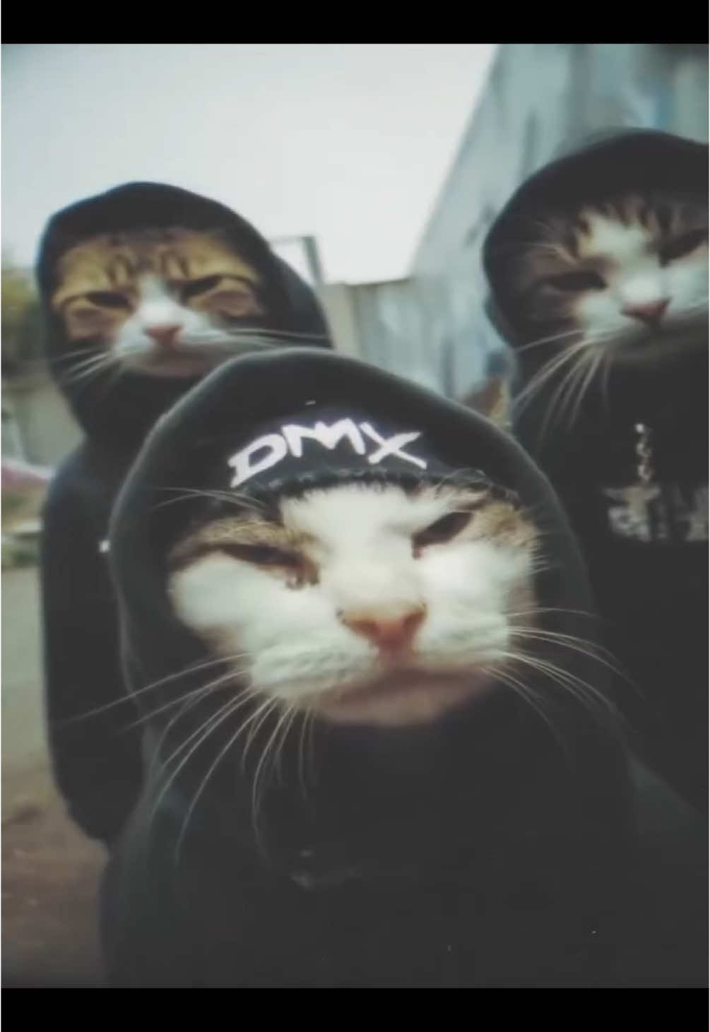 Tuff cats🙏 (song: ilyTOMMY - fabulous) #ilytommy #fyp #fypシ #fypdongggggggg #fyppppppppppppppppppppppp #explore #explorepage #cat #catsoftiktok #animals #pet #hoodmemes #xyzbca #plaqueboymax #underground #xaviersobased #jerk #hoodtrap #memecut #meme #tiktok 
