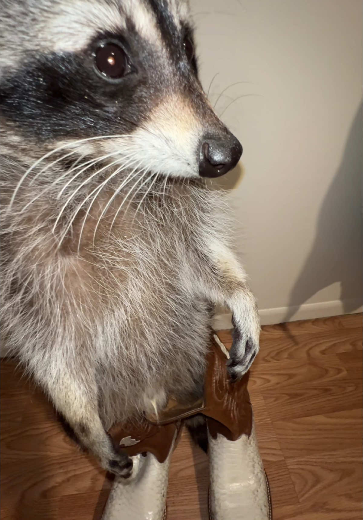 Tito is bringing country back #trashpanda #raccoon #tito #countrylife 