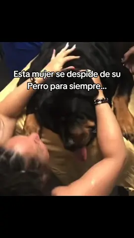 #tristerealidad #perros #animales #triste💔 #animalsoftiktok 