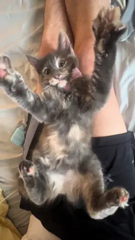 The wiggles! #catsoftiktok #kittensoftiktok #catlover 